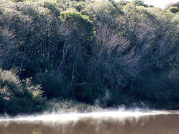 Reposio_Florestal_01.jpg