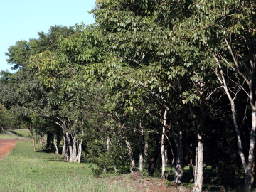 Reposio_Florestal_02.jpg