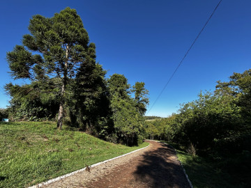 Reposio_Florestal_08.jpg