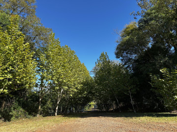 Reposio_Florestal_13.jpg