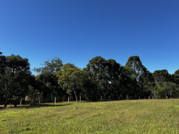 Reposio_Florestal_14.jpg