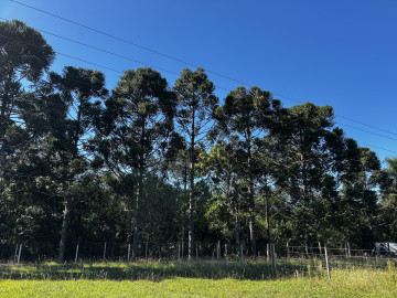 Reposio_Florestal_15.jpg