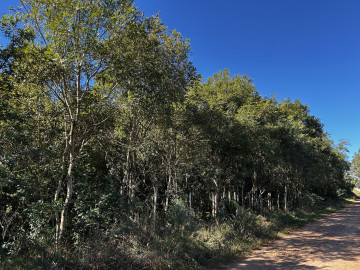Reposio_Florestal_20.jpg