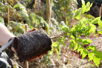 Projeto_Reposio_Florestal_4.jpg
