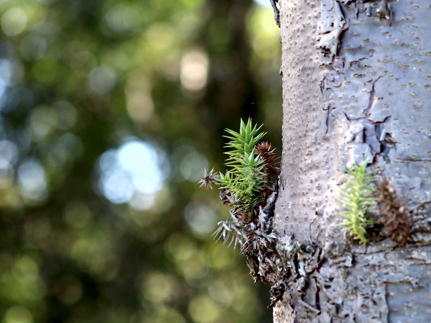 CERILUZ ULTRAPASSA A MARCA DE 238 HECTARES DE MATAS NATIVAS OU PLANTADAS EM PROJETOS DE PRESERVAÇÃO